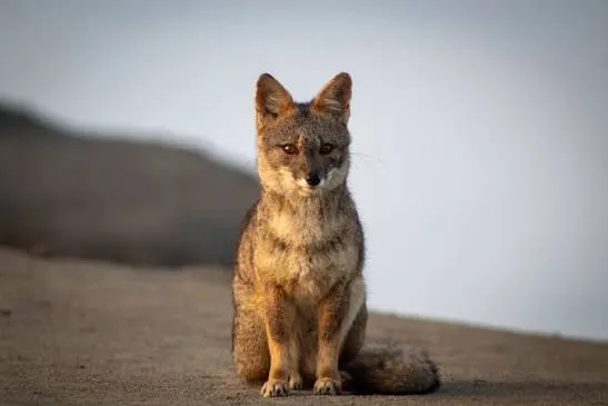 Desert Fauna, Migratory Birds, and Stargazing - 2